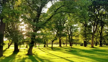A tree covered path in the meadows