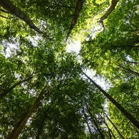 Looking up to the forest canopy